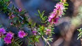 Australian Native wild flowers, Boronia Growing In Eucalyptus Karri Woodland Royalty Free Stock Photo