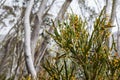 Australian native wildflowers and snowgums, Mount Hotham, Victor Royalty Free Stock Photo