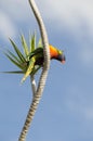 Rainbow lorikeet on a branch of a palm tree looking down Royalty Free Stock Photo