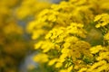 Australian native Yellow Feather Flowers, Verticordia chrysantha Royalty Free Stock Photo