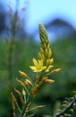 Australian native yellow star-shaped flower of the Bulbine Lily, Bulbine glauca, family Asphodelaceae