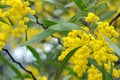 Australian native Zig Zag wattle flowers, Acacia macradenia,