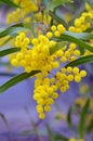 Australian native Zig Zag wattle flowers, Acacia macradenia