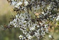 Australian nature background of white flowers of the Yellow Tea Tree, Leptospermum polygalifolium, family Myrtaceae, Sydney, NSW. Royalty Free Stock Photo