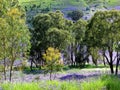 Gum trees and purple meadow, Australian landscape spring season nature