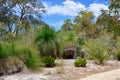 Australian Nature Reserve: Yakka Trees Royalty Free Stock Photo