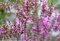 Australian nature wildflower meadow background of pink flowers of the native Sydney Boronia ledifolia, family Rutaceae Royalty Free Stock Photo