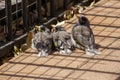 Three Juvenile Australian Noisy Miners (Manorina melanocephala) waiting in line