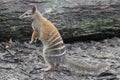 Australian Numbat