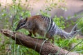 Australian Numbat