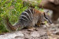 Australian Numbat Royalty Free Stock Photo