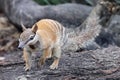 Australian Numbat