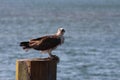 Australian osprey Fish Hawk