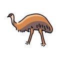 Australian ostrich Emu color line illustration. Animals of Australia