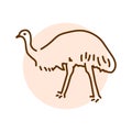 Australian ostrich Emu color line illustration. Animals of Australia