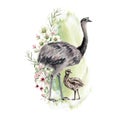 Australian ostrich emu watercolor illustration