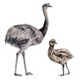 Australian ostrich emu watercolor illustration