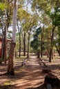 Australian Outback Bush Walking Track Royalty Free Stock Photo