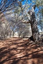 Australian Outback, Northern Territory, Australia Royalty Free Stock Photo