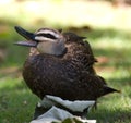 Australian Pacific Black Duck (Anas superciliosa)