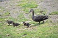 Australian Pacific black duck with her chicks