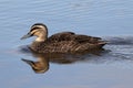 Australian Pacific Black Duck