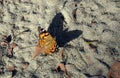 Australian Painted Lady Butterfly casting a big shadow Royalty Free Stock Photo