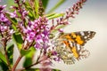 Australian Painted Lady Butterfly Feeding on Hebe Wiri Charm Flowers, Romsey, Victoria, Australia, November 2020 Royalty Free Stock Photo