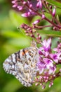 Australian Painted Lady Butterfly Feeding on Hebe Wiri Charm Flowers, Romsey, Victoria, Australia, November 2020 Royalty Free Stock Photo