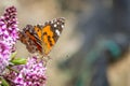 Australian Painted Lady Butterfly Feeding on Hebe Wiri Charm Flowers, Romsey, Victoria, Australia, November 2020 Royalty Free Stock Photo