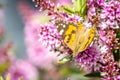 Australian Painted Lady Butterfly Feeding on Hebe Wiri Charm Flowers, Romsey, Victoria, Australia, November 2020 Royalty Free Stock Photo