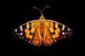 Australian Painted Lady Butterfly Royalty Free Stock Photo