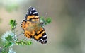 Australian Painted Lady Butterfly, Vanessa kershawi