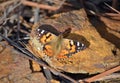 Australian Painted Lady Butterfly, Royalty Free Stock Photo