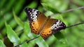 Australian painted lady butterfly Royalty Free Stock Photo