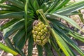 Australian pandanus grows on a palm tree with green leaves Royalty Free Stock Photo