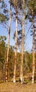 Australian Panoramic Landscape Tall Gum Trees