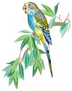 Australian parakeet