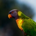 Australian Parakeet Budgerigar Native Bird