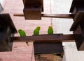 Australian parakeet inside an aviary as a pet, Australian parakeet bird concept