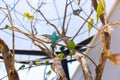 Australian parakeet inside an aviary as a pet, Australian parakeet bird concept