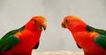 Australian Parrot Alisterus scapularis Close Up Royalty Free Stock Photo