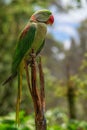 Australian parrot Rainbow Lorikeet lives along the east coast, from northern Queensland to South Australia