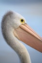 Australian pelican Royalty Free Stock Photo