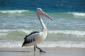 Australian pelican Royalty Free Stock Photo