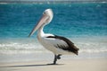 Australian pelican Royalty Free Stock Photo