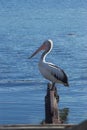 Australian Pelican Royalty Free Stock Photo