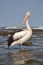 Australian pelican Royalty Free Stock Photo