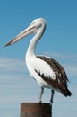 Australian Pelican Royalty Free Stock Photo