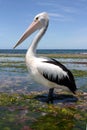 Australian pelican Royalty Free Stock Photo